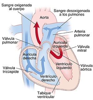 Corte transversal de vista frontal de un corazón en donde se ven las aurículas arriba y los ventrículos abajo, la aorta, la arteria pulmonar, la válvula mitral, la válvula aórtica, la aurícula izquierda, el ventrículo izquierdo, la aurícula derecha, el ventrículo derecho, la válvula tricúspide, la válvula pulmonar, la vena cava superior y la vena cava inferior. Flechas del lado derecho del corazón que muestran sangre desoxigenada que se bombea a los pulmones. Flechas del lado izquierdo del corazón que muestran sangre oxigenada que se bombea al resto del cuerpo.