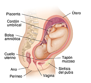 Corte transversal con vista lateral del cuerpo de una mujer con 9 meses de embarazo.