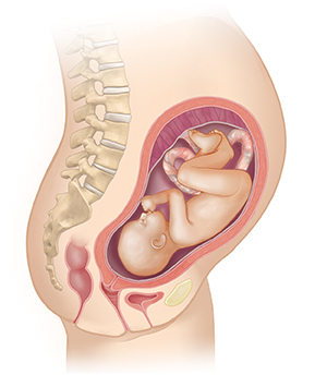 Vista lateral del cuerpo de una mujer donde se muestra el aparato reproductor y un feto de 7 meses.