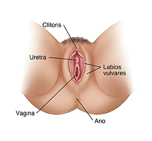 Vista externa de genitales femeninos.