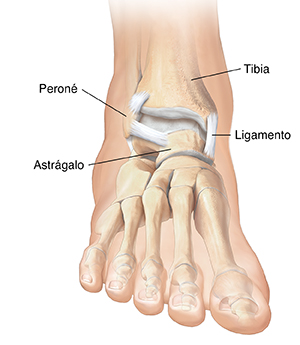 Vista frontal de un pie donde se observan los huesos y algunos ligamentos del pie y del tobillo.