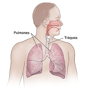 Vista frontal del cuerpo de un hombre en donde se observa el aparato respiratorio.
