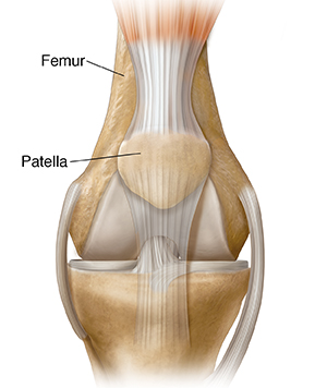 Front view of knee joint showing patella.