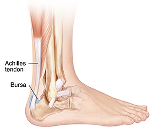 Side view of bones of ankle and foot showing bursa between Achilles tendon and heel bone.