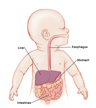 Baby with head turned to side showing esophagus, stomach, liver, and intestines.