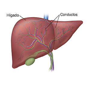 Vista frontal del hígado, la vesícula y los conductos biliares.