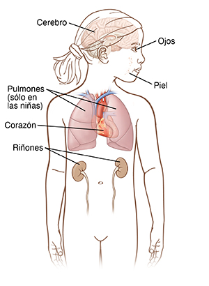 Contorno de una niña con la cabeza girada de lado. Se destacan el encéfalo, los pulmones, el corazón y los riñones dentro del cuerpo. Se destacan la piel y los ojos.