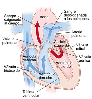 Corte transversal de vista frontal de un corazón normal en donde se ven la aorta, la arteria pulmonar, la válvula mitral, la válvula aórtica, la aurícula izquierda, el ventrículo izquierdo, la aurícula derecha, el ventrículo derecho, la válvula tricúspide, la válvula pulmonar, la vena cava superior y la vena cava inferior. Flechas del lado derecho del corazón que muestran sangre pobre en oxígeno que se bombea a los pulmones. Flechas del lado izquierdo del corazón que muestran sangre con alto contenido de oxígeno que se bombea al resto del cuerpo.