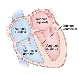 Corte transversal de vista frontal de un corazón donde pueden verse las aurículas arriba y los ventrículos abajo. La válvula mitral está ubicada entre el ventrículo izquierdo y la aurícula izquierda. La válvula tricúspide está entre la aurícula derecha y el ventrículo derecho.