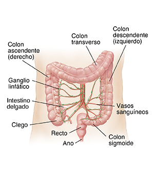 Contorno de un abdomen de adulto donde se observa el colon.