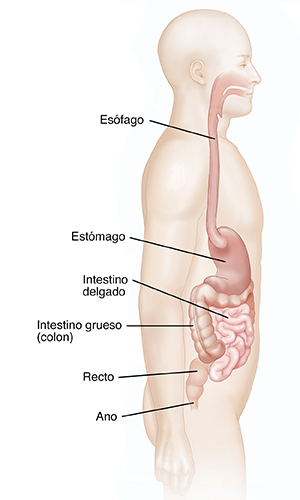 Vista lateral de cuerpo masculino en el que puede verse el sistema digestivo.